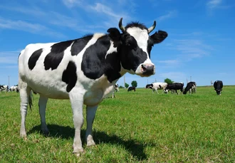 Cow